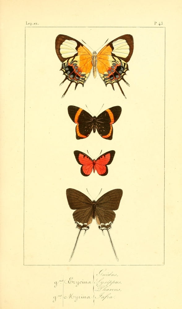 Histoire Naturelle des LpidoptÔøΩres Exotiques 1845 Gnidus Canvas Art - P Pauquet (24 x 36)