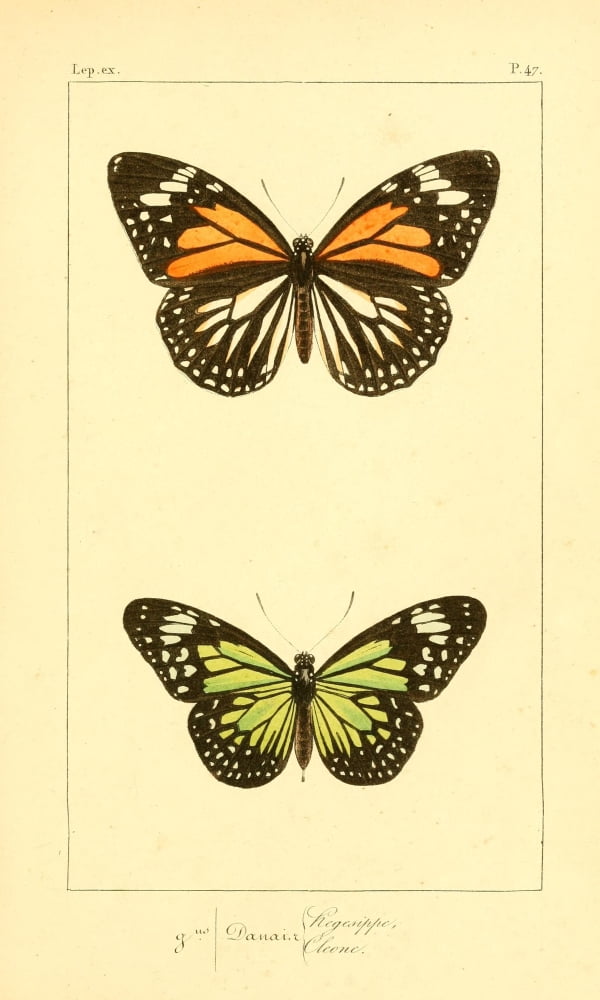 Histoire Naturelle des Lpidopt???res Exotiques 1845 Hegesippe Canvas Art - P Pauquet (18 x 24)