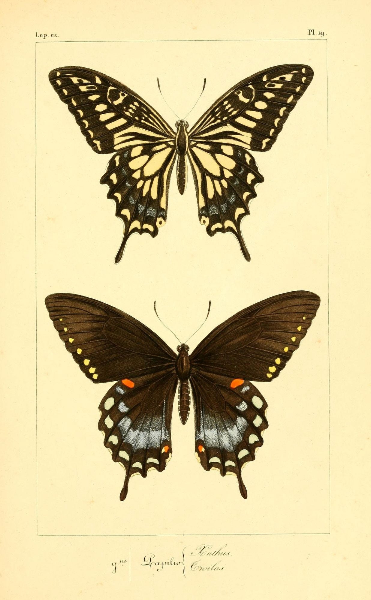 Histoire Naturelle des Lpidopt???res Exotiques 1845 Ichthus Canvas Art - P Pauquet (18 x 24)