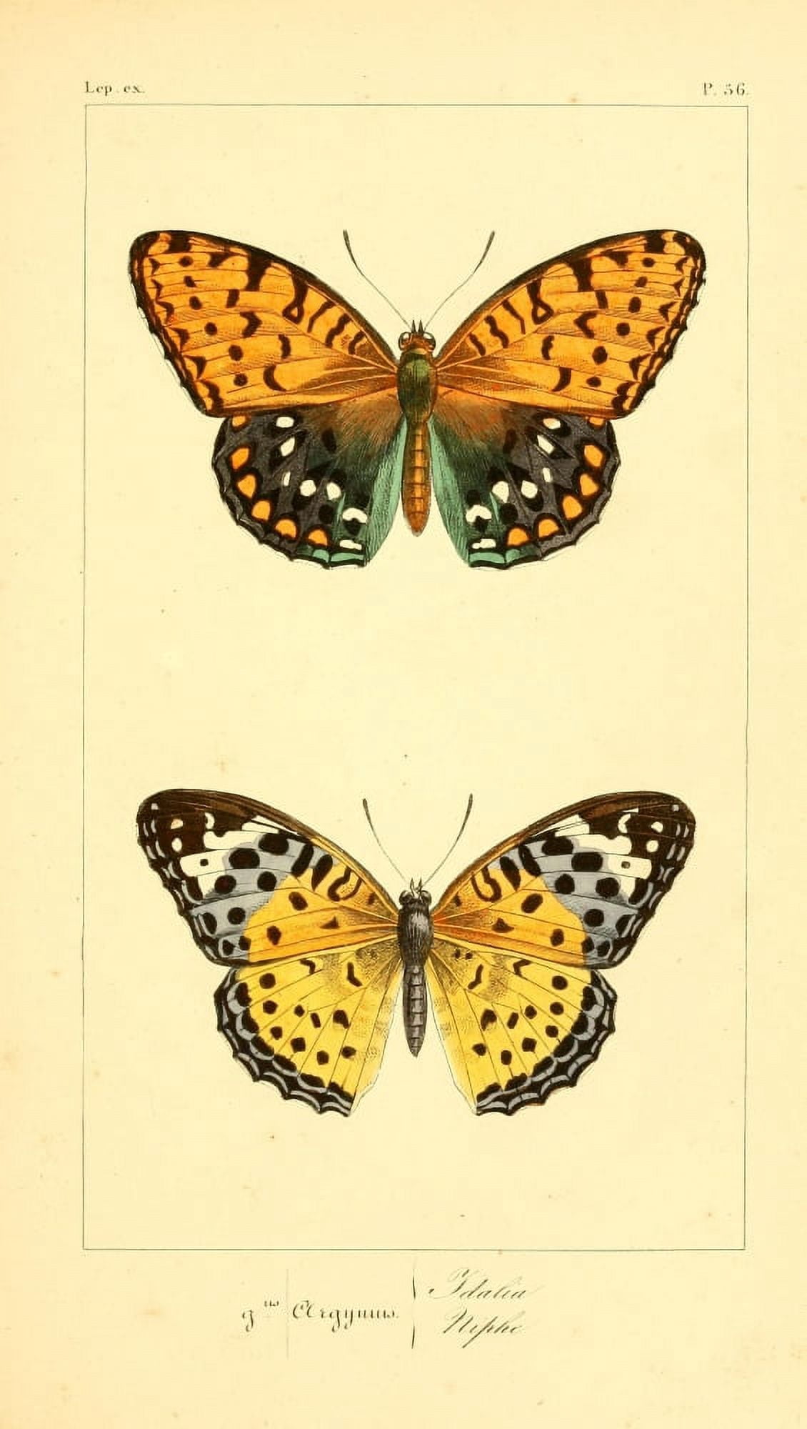 Histoire Naturelle des Lpidopt???res Exotiques 1845 Idalia Canvas Art - P Pauquet (18 x 24)