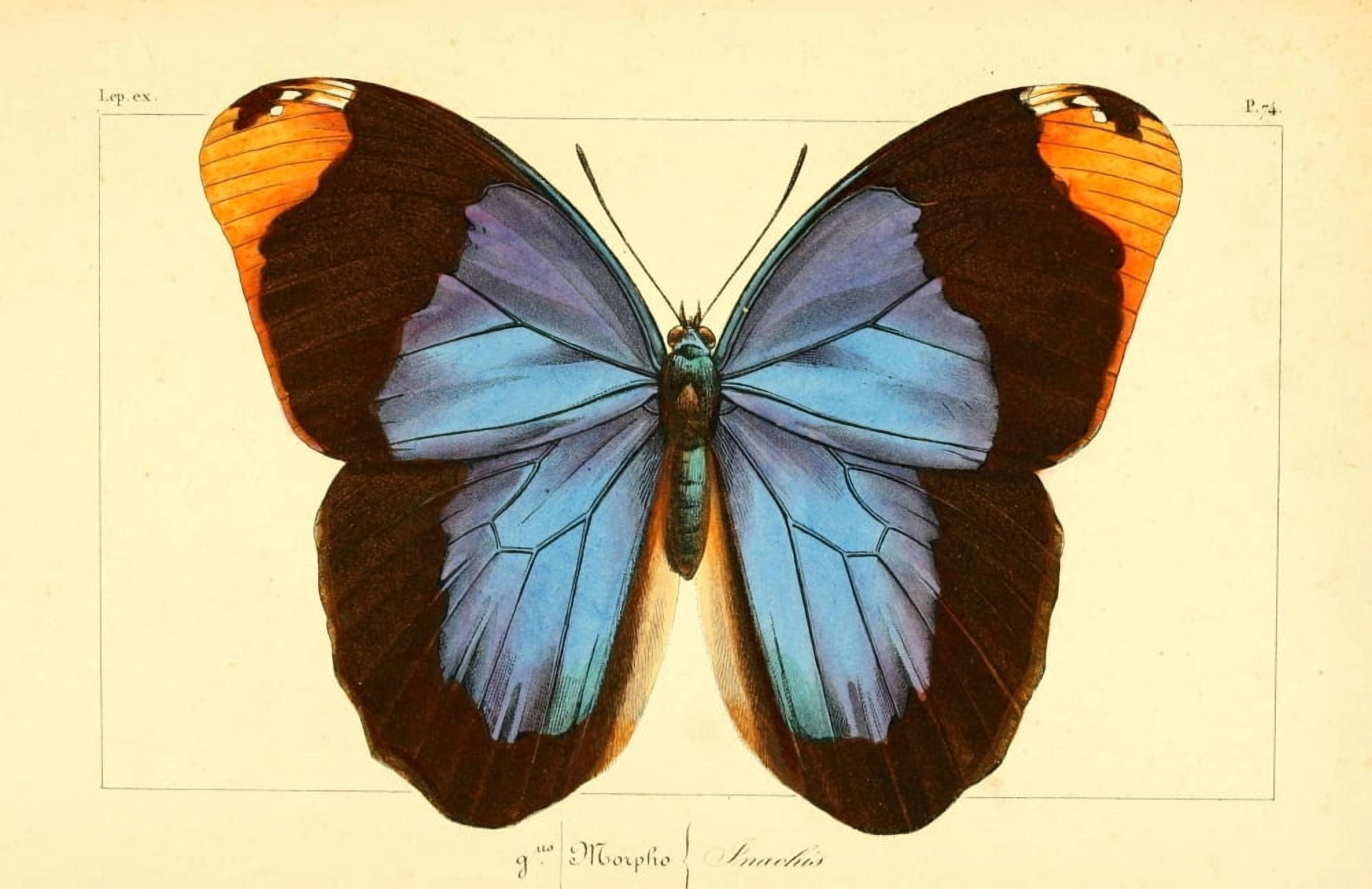 Histoire Naturelle des LpidoptÔøΩres Exotiques 1845 Inachis Canvas Art - P Pauquet (18 x 24)