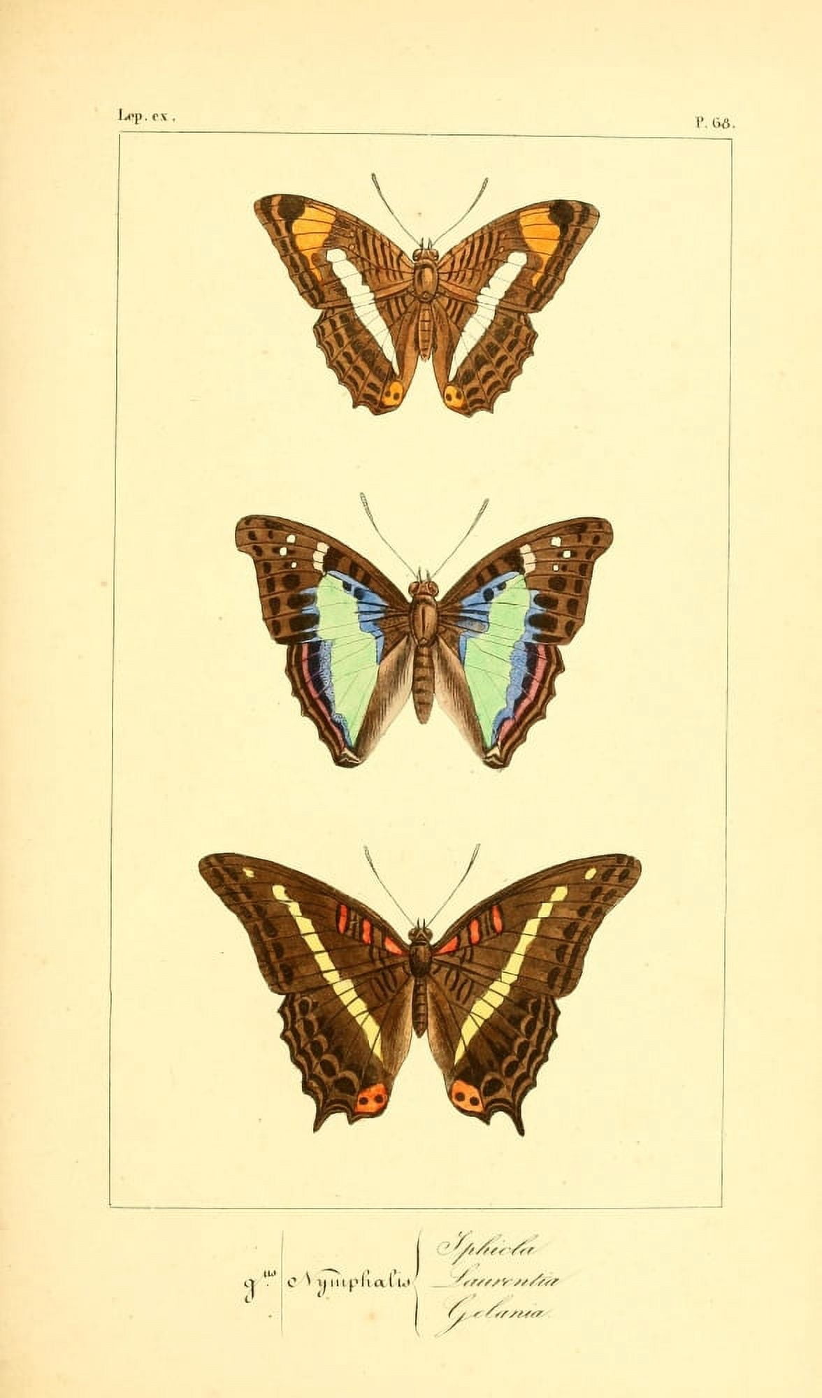Histoire Naturelle des Lpidopt???res Exotiques 1845 Iphicla Canvas Art - P Pauquet (18 x 24)