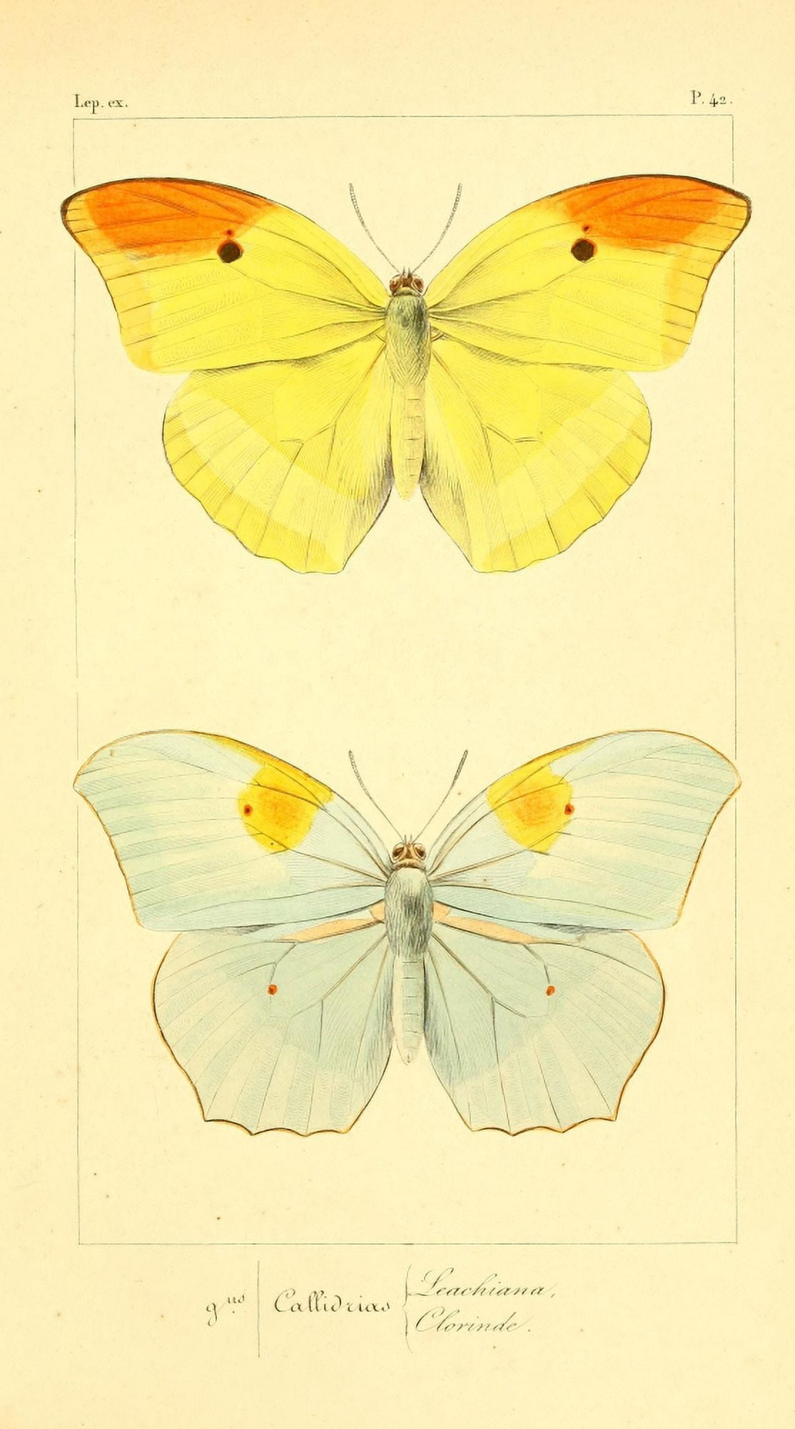 Histoire Naturelle des Lpidopt???res Exotiques 1845 Leachiana Canvas Art - P Pauquet (18 x 24)