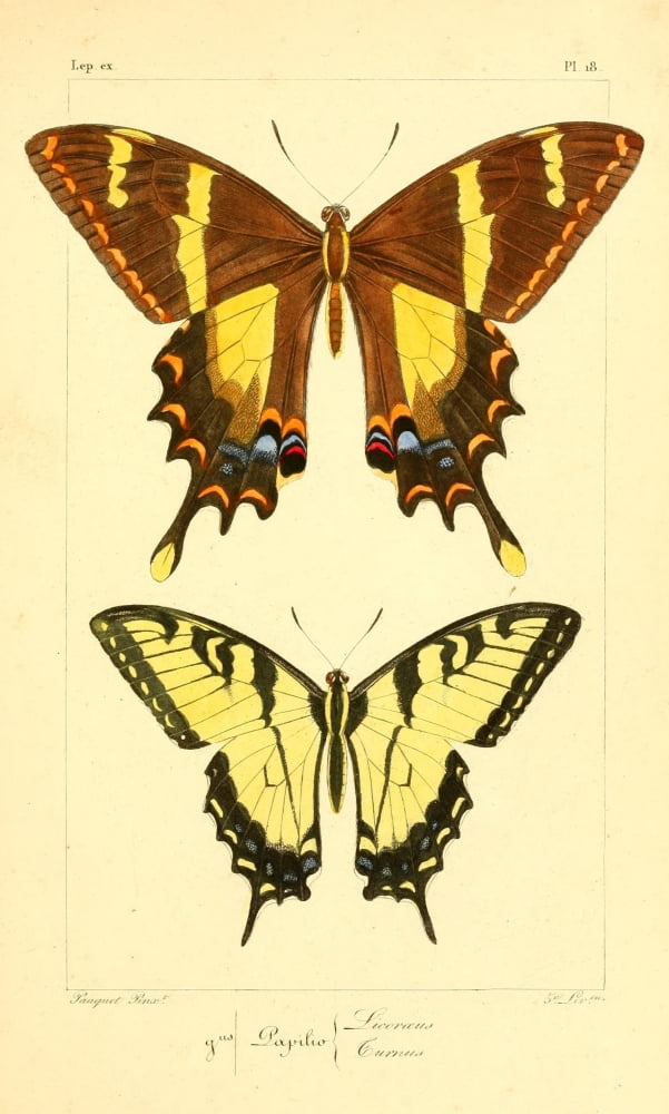 Histoire Naturelle des Lpidopt???res Exotiques 1845 Licoraeus Canvas Art - P Pauquet (18 x 24)