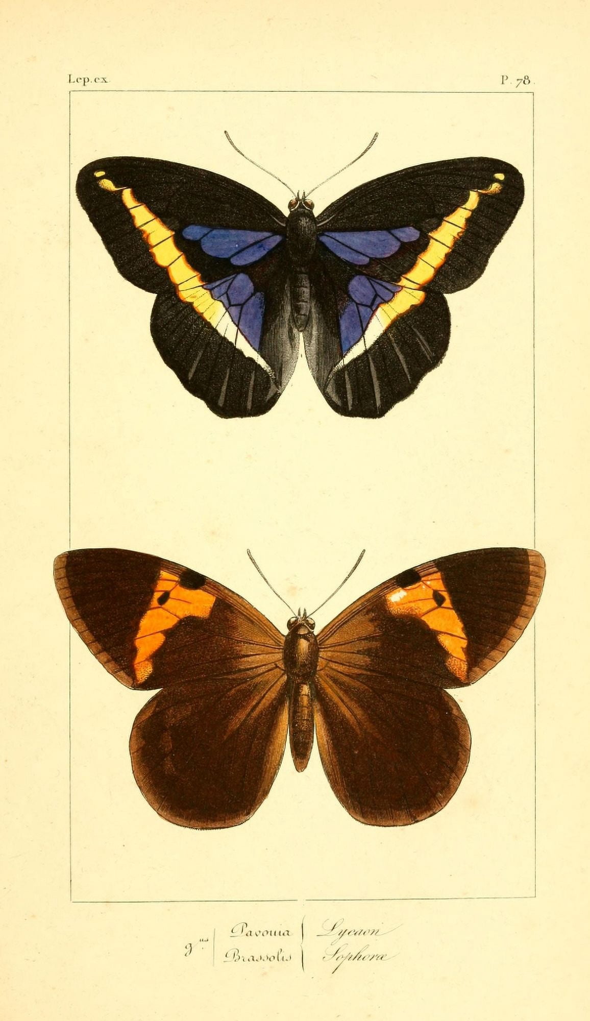 Histoire Naturelle des Lpidopt???res Exotiques 1845 Lycaon Canvas Art - P Pauquet (18 x 24)