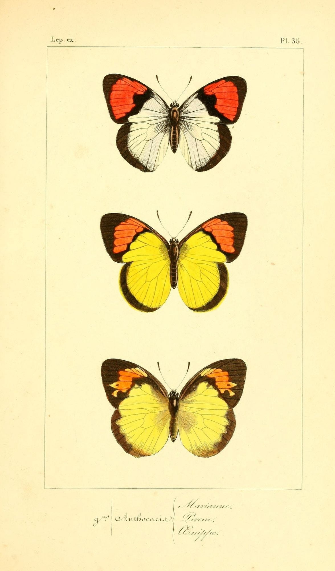 Histoire Naturelle des Lpidopt???res Exotiques 1845 Marianne Canvas Art - P Pauquet (18 x 24)