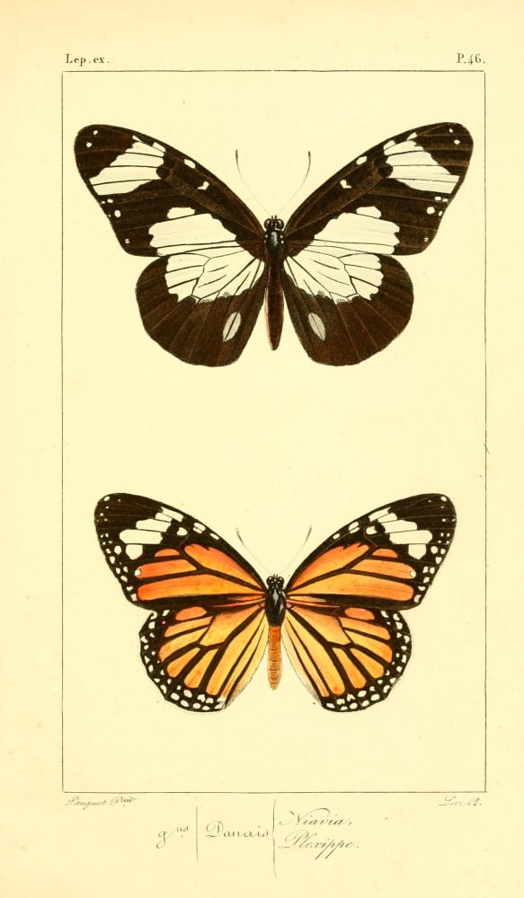 Histoire Naturelle des LpidoptÔøΩres Exotiques 1845 Niavia Canvas Art - P Pauquet (18 x 24)