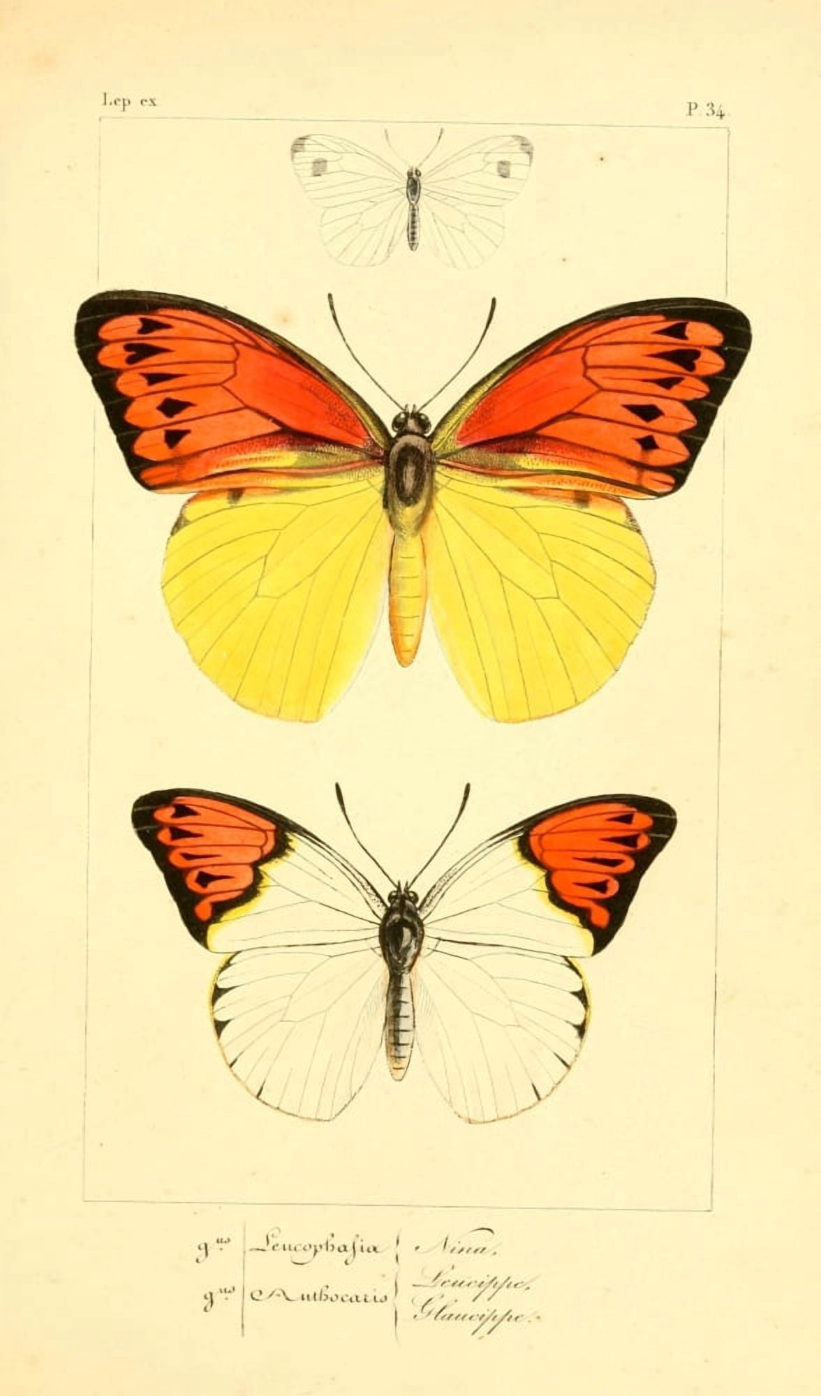 Histoire Naturelle des Lpidopt???res Exotiques 1845 Nina Canvas Art - P Pauquet (18 x 24)