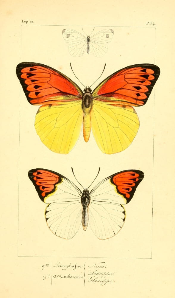 Histoire Naturelle des LpidoptÔøΩres Exotiques 1845 Nina Canvas Art - P Pauquet (24 x 36)