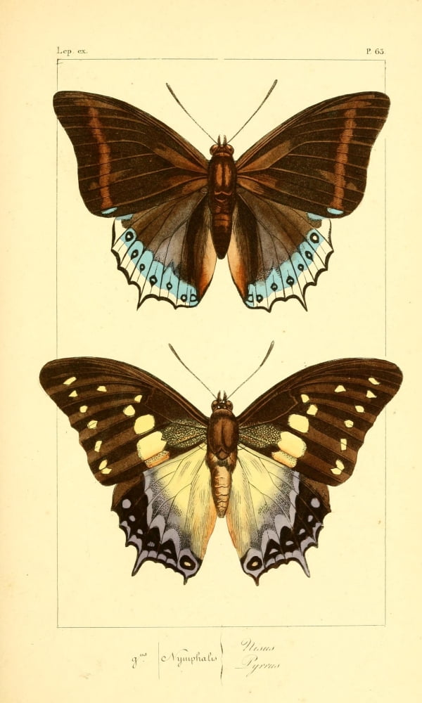 Histoire Naturelle des Lpidopt???res Exotiques 1845 Nisus Canvas Art - P Pauquet (18 x 24)