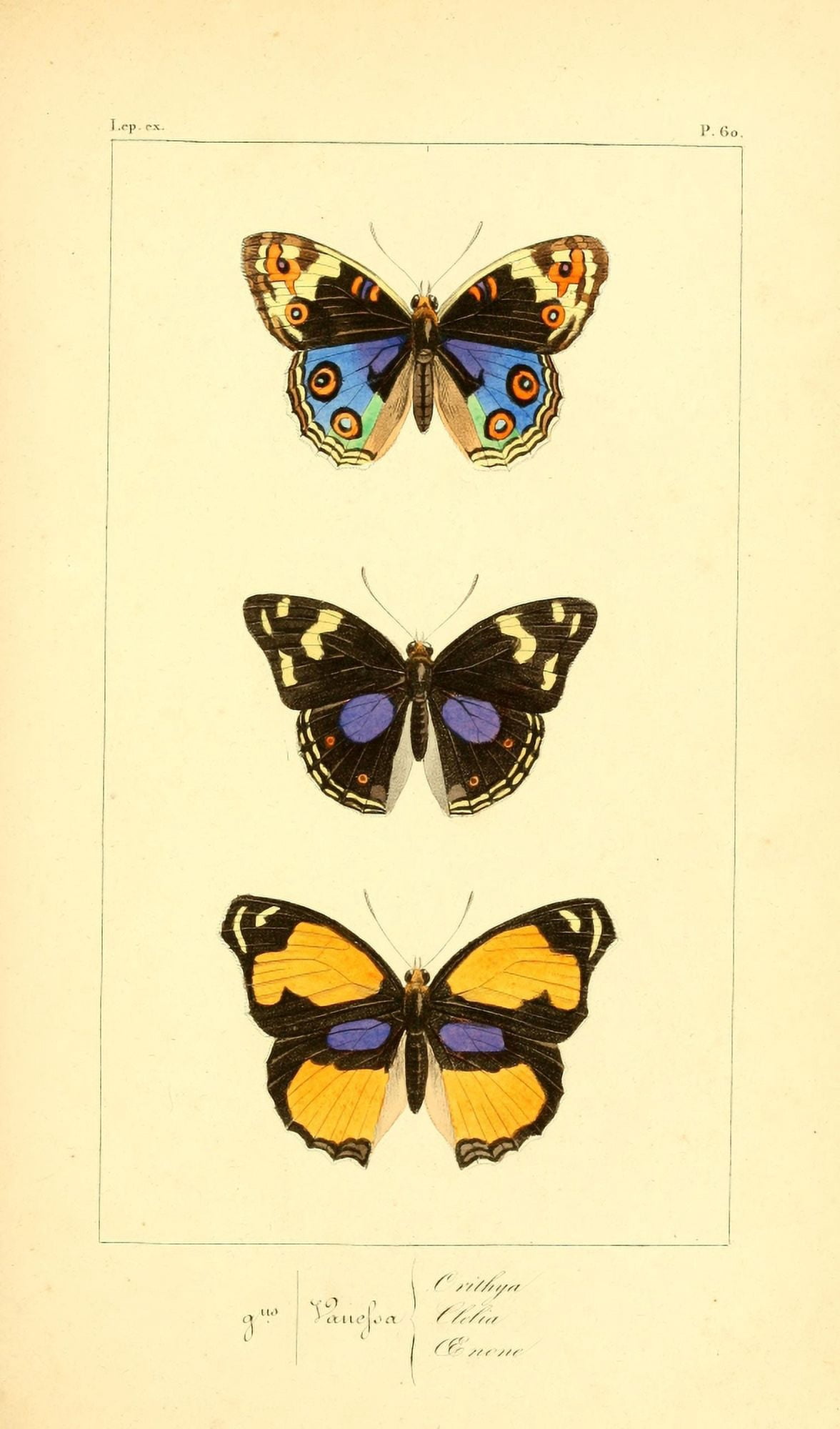 Histoire Naturelle des Lpidopt???res Exotiques 1845 Orithya Canvas Art - P Pauquet (18 x 24)