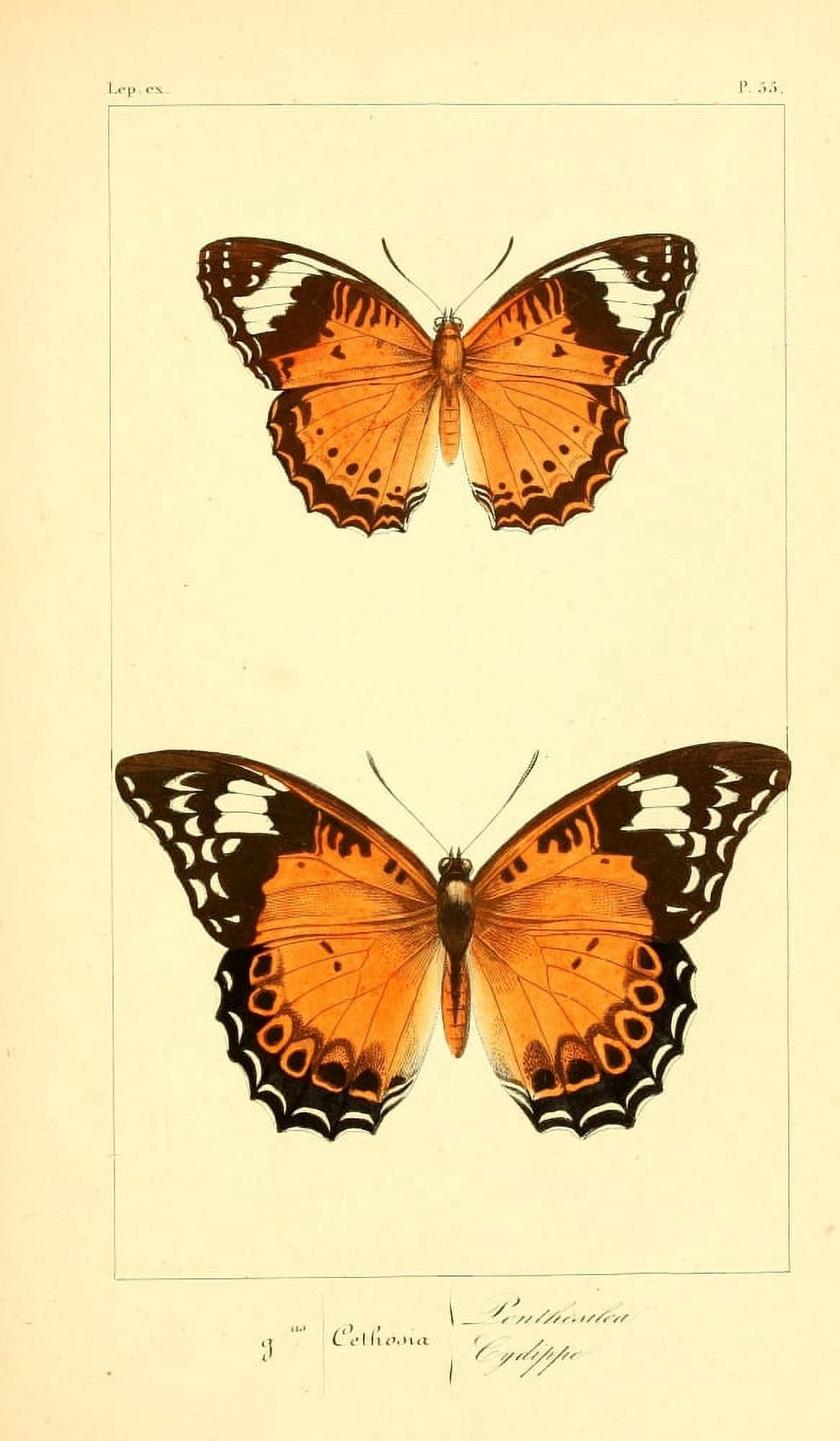 Histoire Naturelle des Lpidopt???res Exotiques 1845 Penthesilia Canvas Art - P Pauquet (18 x 24)