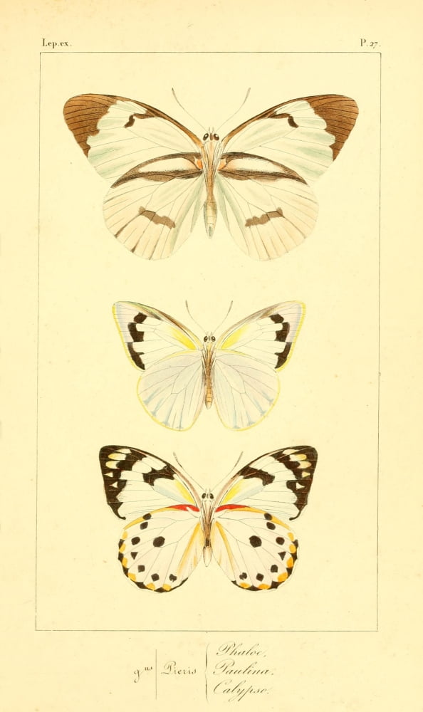 Histoire Naturelle des LpidoptÔøΩres Exotiques 1845 Phaloe Canvas Art - P Pauquet (24 x 36)