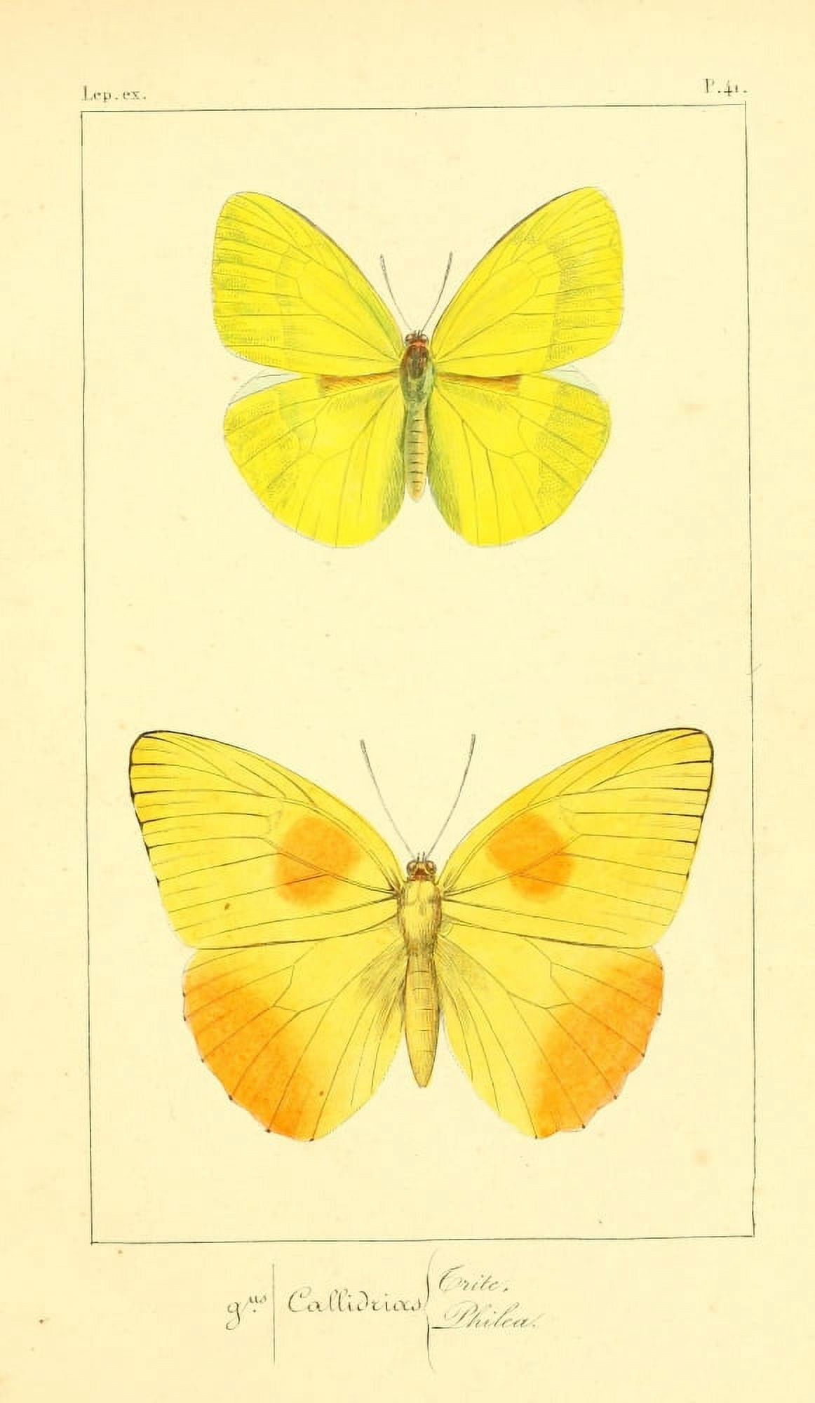 Histoire Naturelle des Lpidopt???res Exotiques 1845 Philea Canvas Art - P Pauquet (18 x 24)