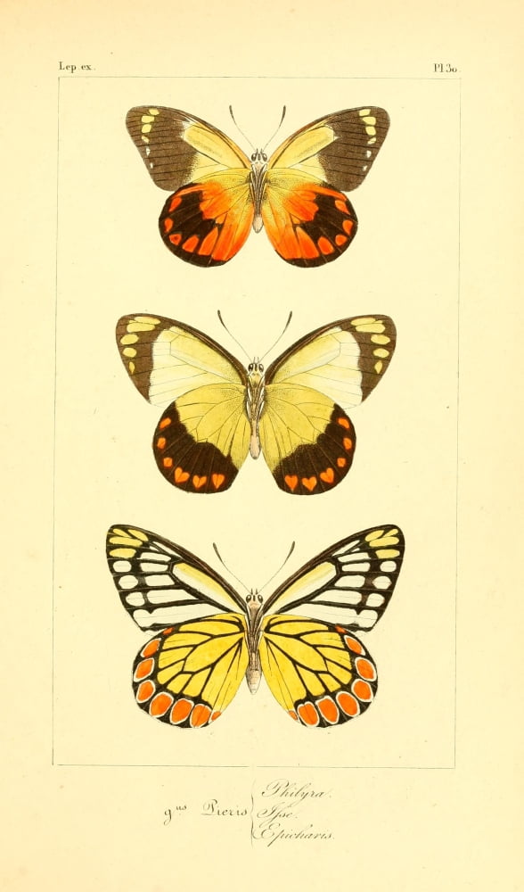 Histoire Naturelle des Lpidopt???res Exotiques 1845 Philyra Canvas Art - P Pauquet (18 x 24)