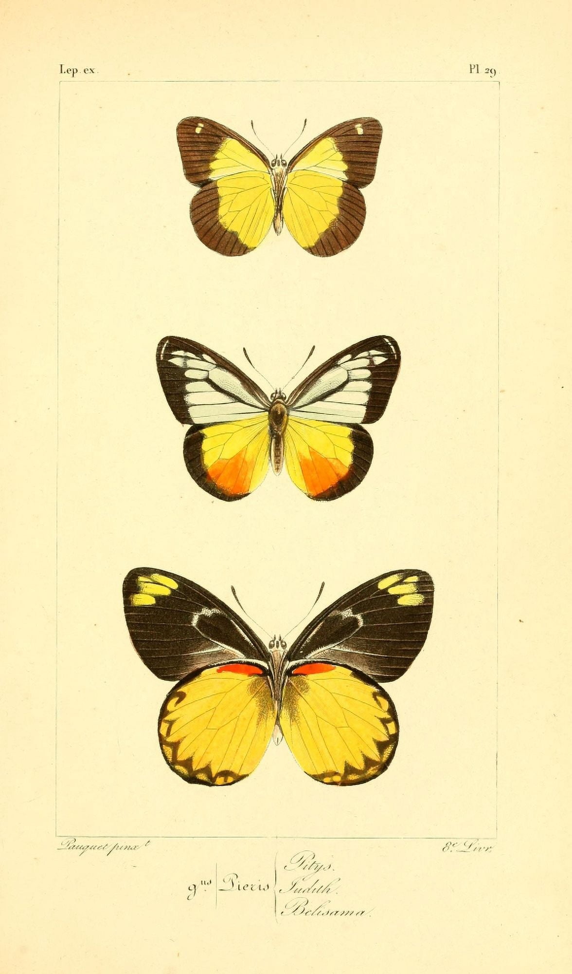Histoire Naturelle des Lpidopt???res Exotiques 1845 Pitys Canvas Art - P Pauquet (18 x 24)