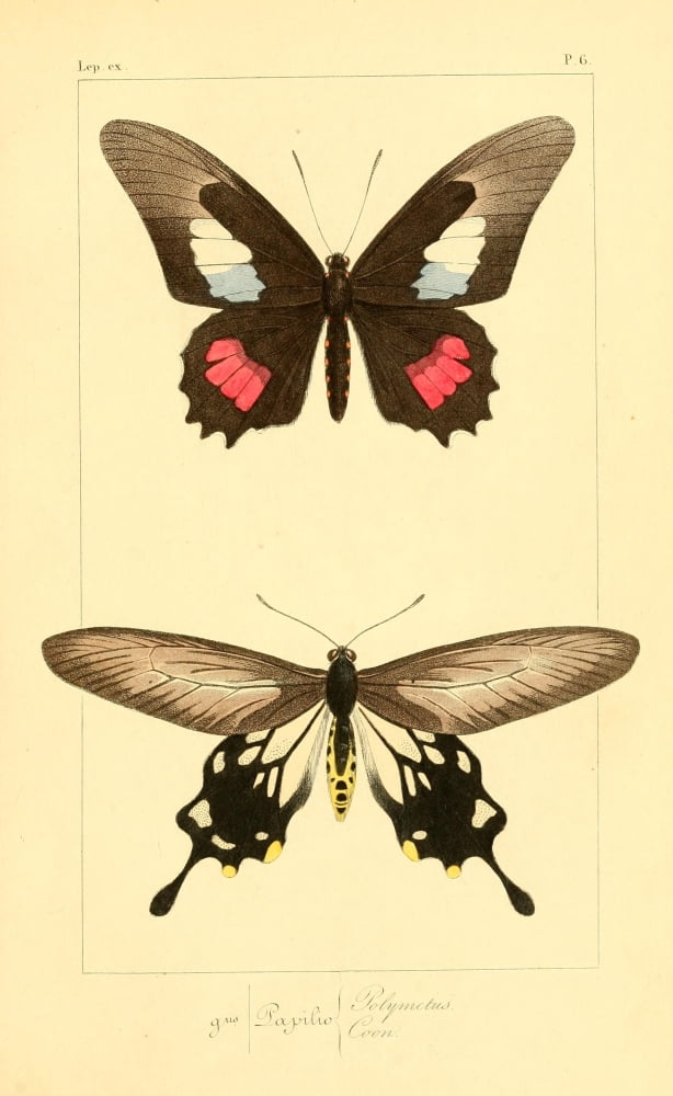 Histoire Naturelle des Lpidopt???res Exotiques 1845 Polymetus Canvas Art - P Pauquet (18 x 24)