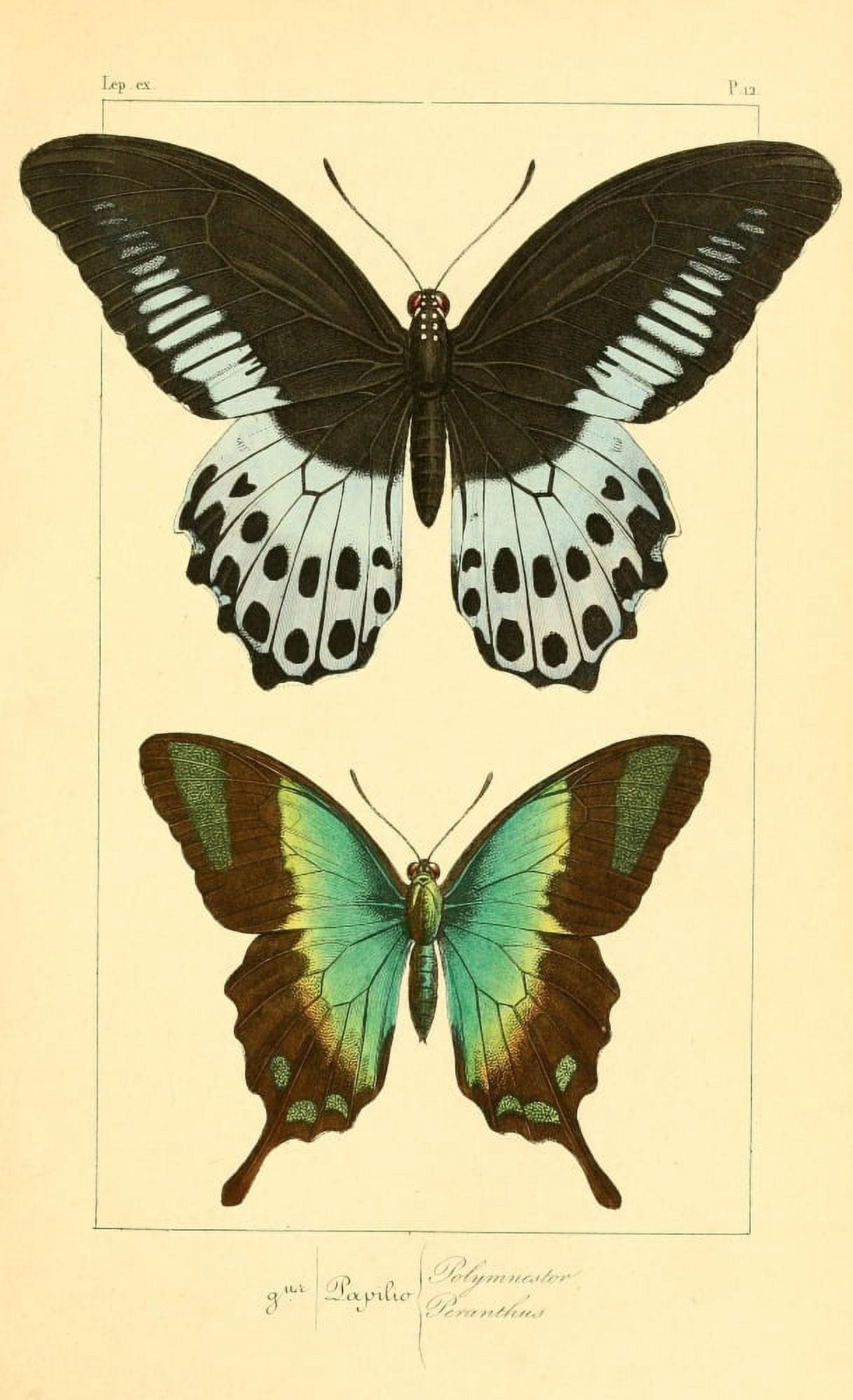 Histoire Naturelle des Lpidopt???res Exotiques 1845 Polymnestor Canvas Art - P Pauquet (18 x 24)