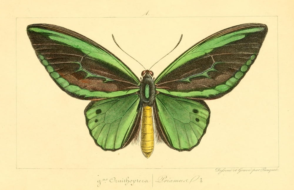 Histoire Naturelle des Lpidopt???res Exotiques 1845 Priamus Canvas Art - P Pauquet (18 x 24)