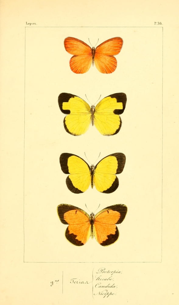 Histoire Naturelle des Lpidopt???res Exotiques 1845 Proterpia Canvas Art - P Pauquet (18 x 24)