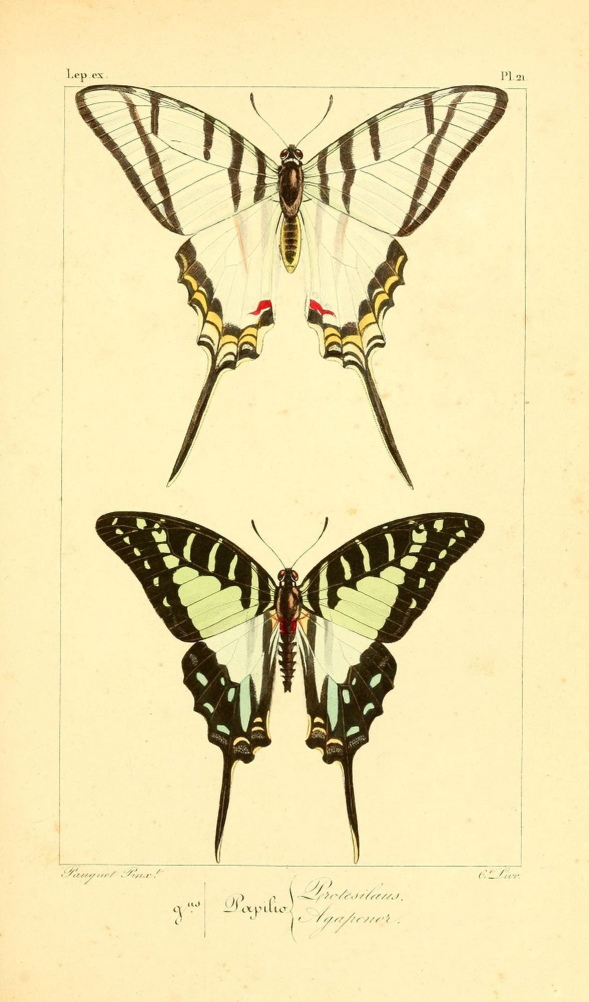 Histoire Naturelle des Lpidopt???res Exotiques 1845 Protesilaus Canvas Art - P Pauquet (18 x 24)