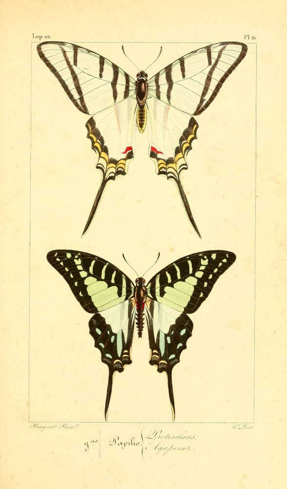 Histoire Naturelle des LpidoptÔøΩres Exotiques 1845 Protesilaus Canvas Art - P Pauquet (24 x 36)