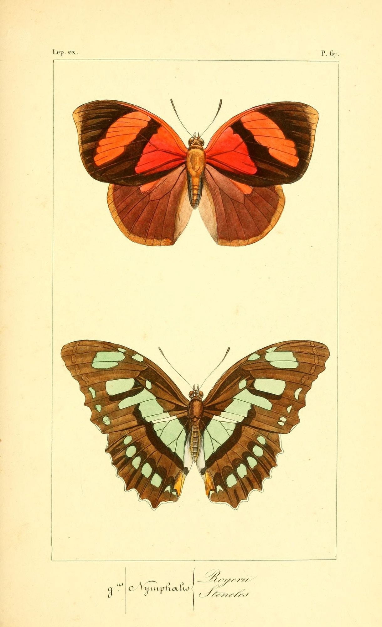 Histoire Naturelle des LpidoptÔøΩres Exotiques 1845 Rogerii Canvas Art - P Pauquet (24 x 36)