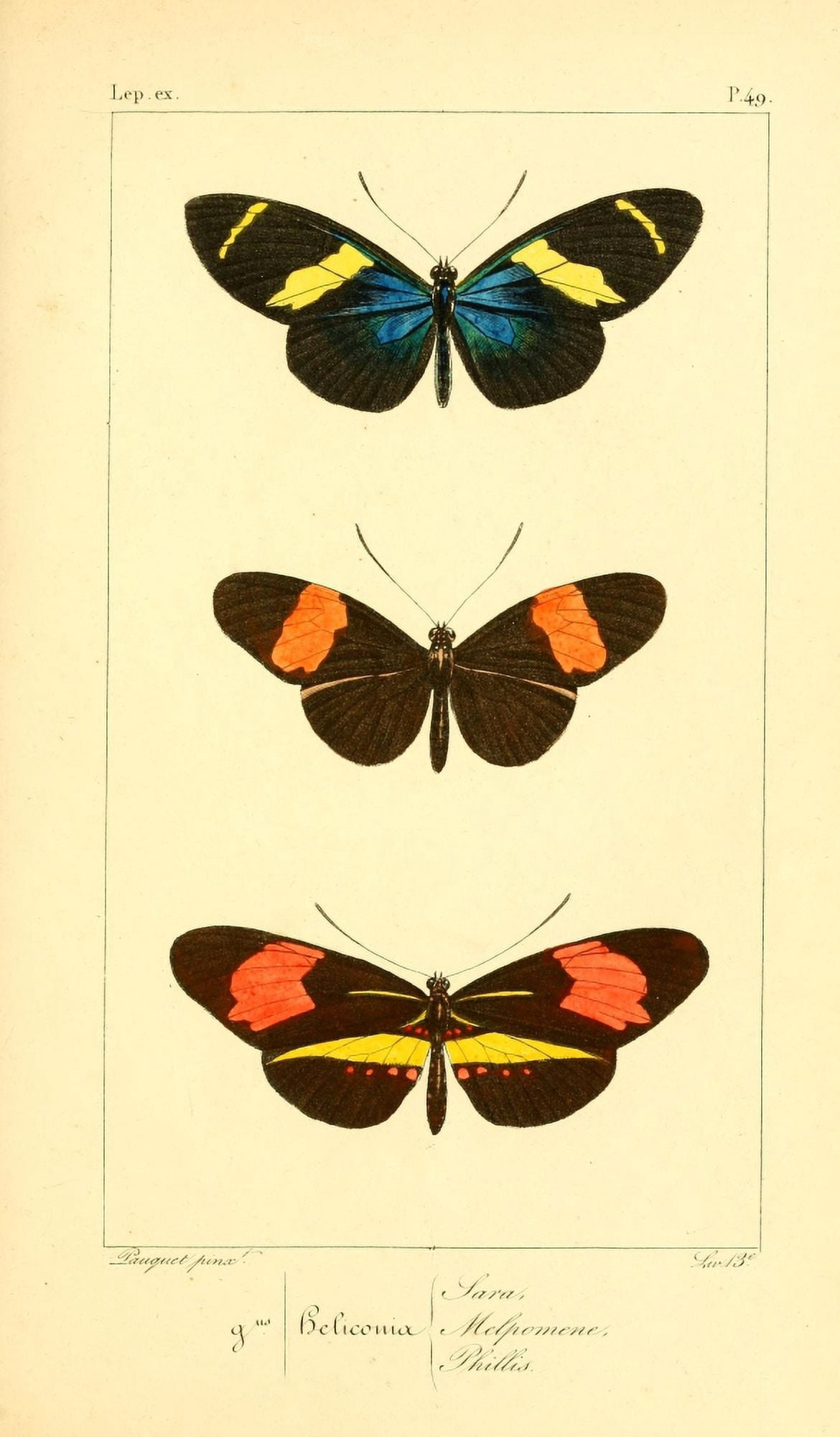 Histoire Naturelle des LpidoptÔøΩres Exotiques 1845 Sara Canvas Art - P Pauquet (24 x 36)
