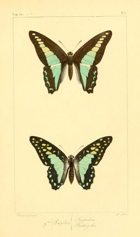 Histoire Naturelle des Lpidopt???res Exotiques 1845 Sarpedon Canvas Art - P Pauquet (18 x 24)