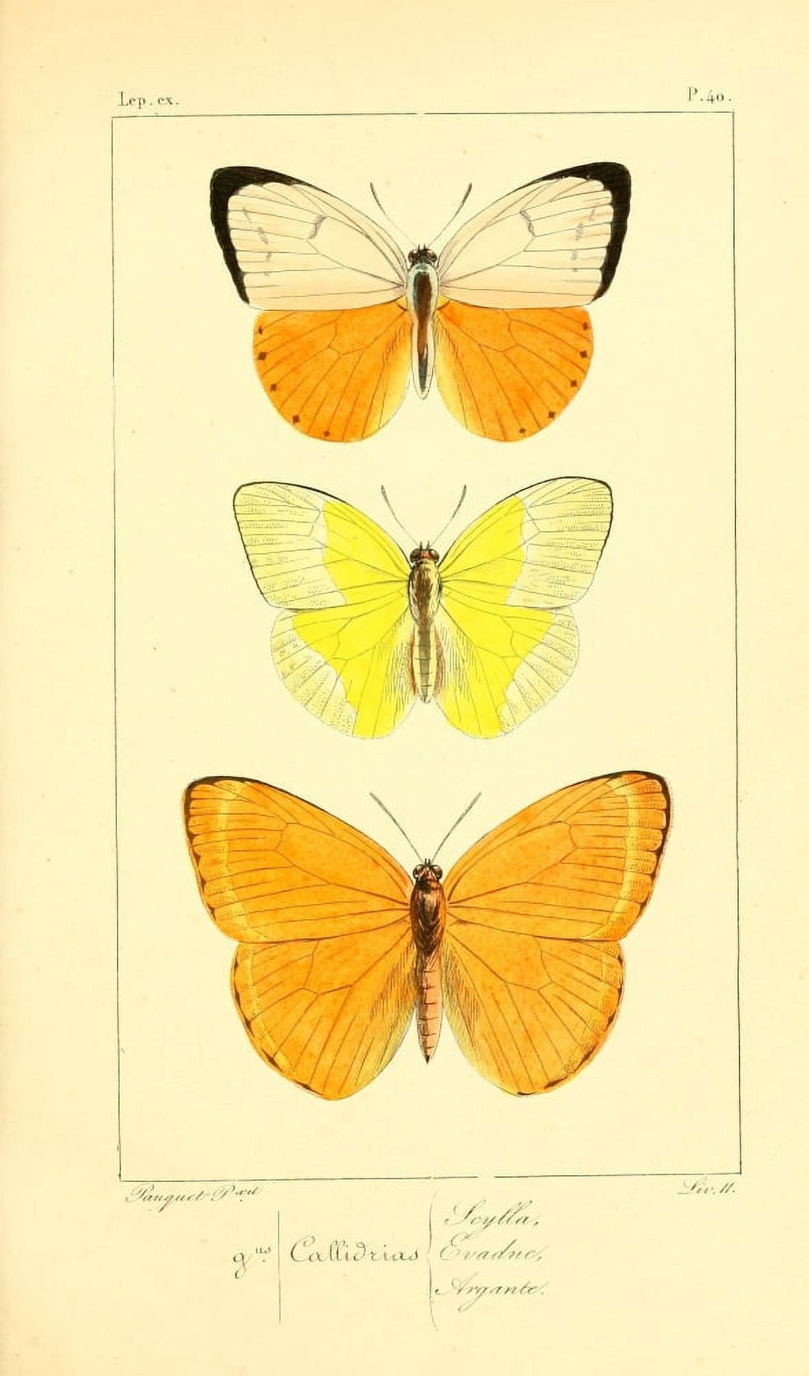 Histoire Naturelle des Lpidopt???res Exotiques 1845 Scylla Canvas Art - P Pauquet (18 x 24)