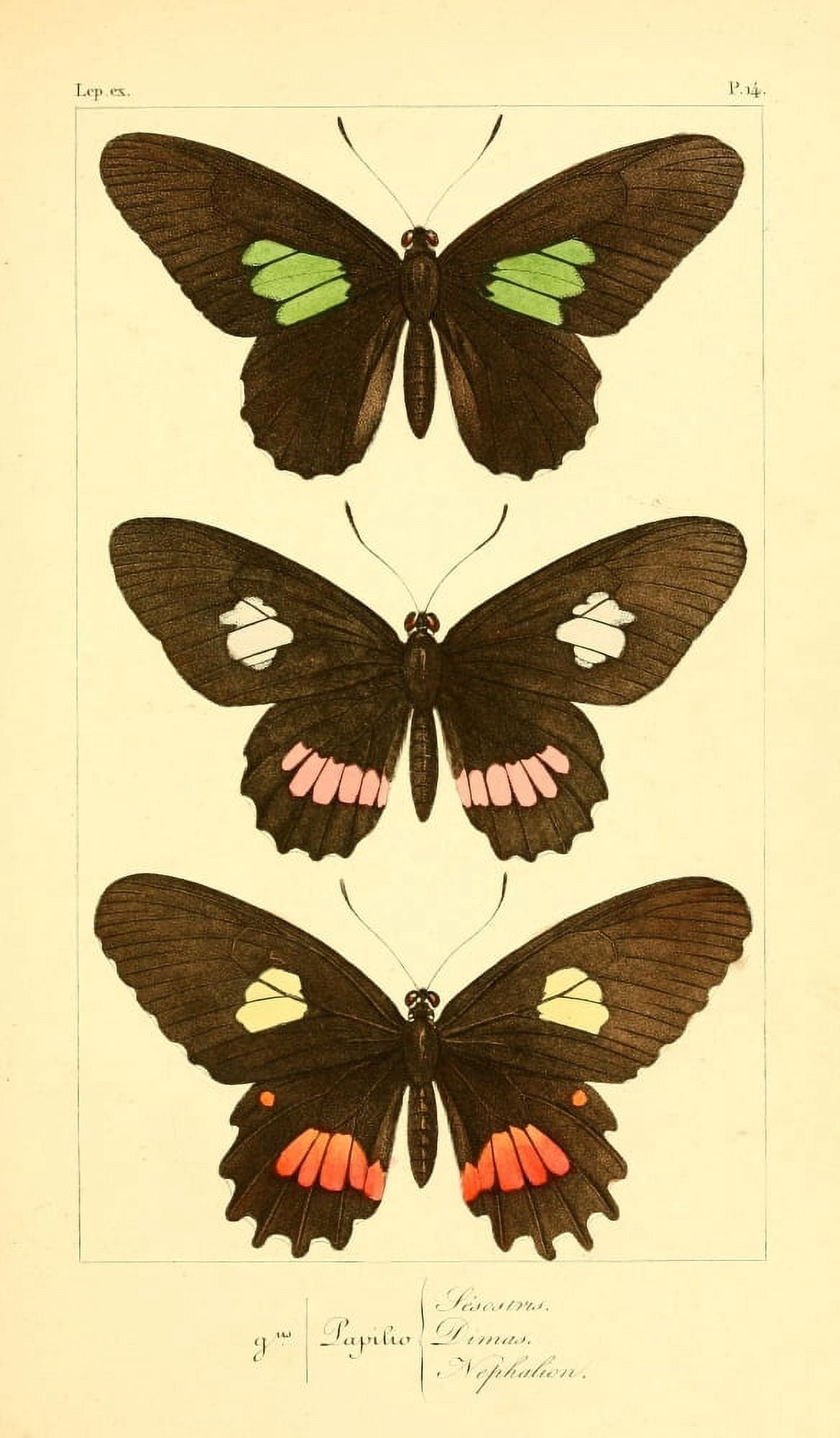 Histoire Naturelle des LpidoptÔøΩres Exotiques 1845 Sesostris Canvas Art - P Pauquet (24 x 36)