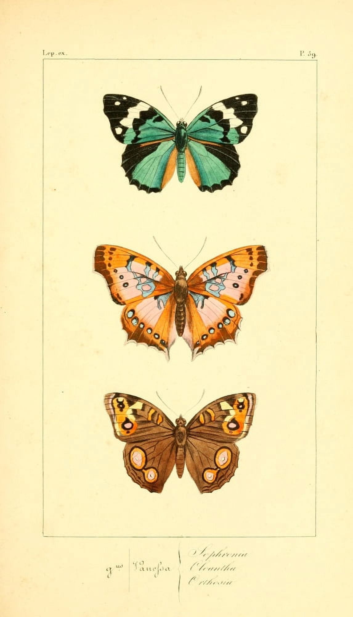 Histoire Naturelle des LpidoptÔøΩres Exotiques 1845 Sophronia Canvas Art - P Pauquet (24 x 36)