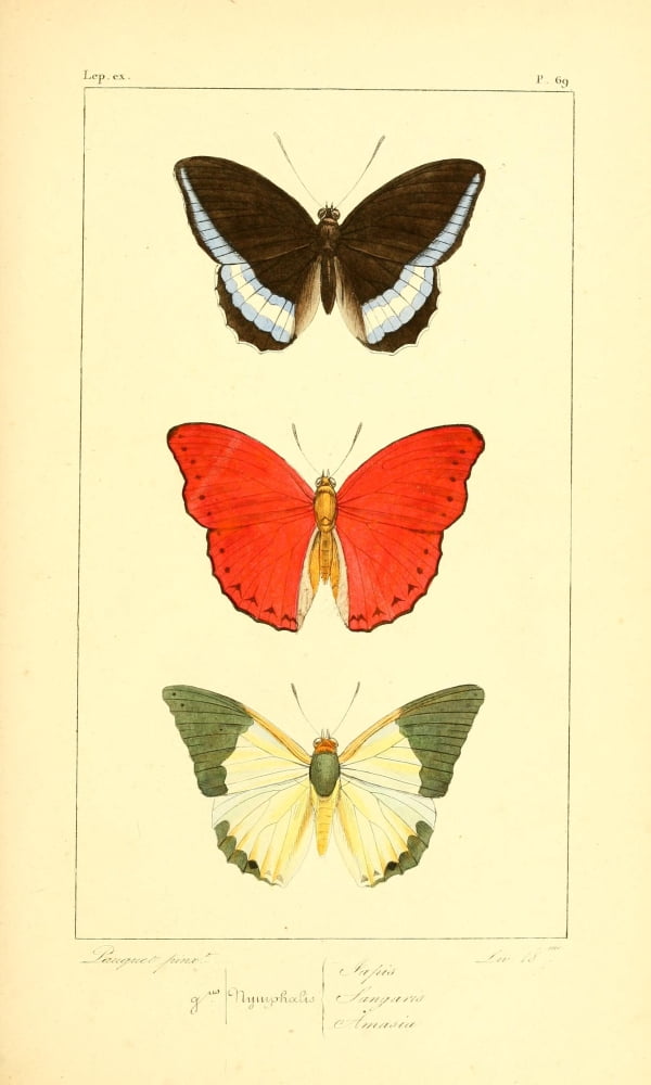 Histoire Naturelle des Lpidopt???res Exotiques 1845 Tapis Canvas Art - P Pauquet (18 x 24)