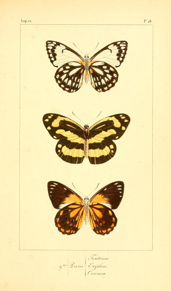 Histoire Naturelle des Lpidopt???res Exotiques 1845 Teutonia Canvas Art - P Pauquet (18 x 24)