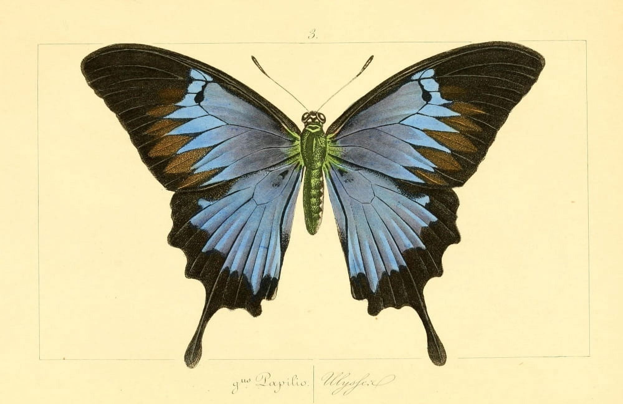 Histoire Naturelle des Lpidopt???res Exotiques 1845 Ulysses Canvas Art - P Pauquet (18 x 24)
