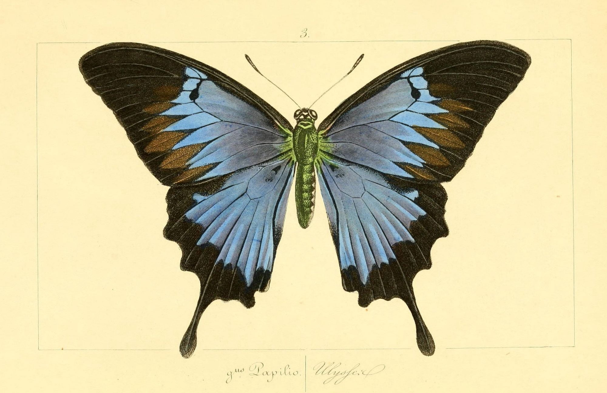 Histoire Naturelle des LpidoptÔøΩres Exotiques 1845 Ulysses Canvas Art - P Pauquet (24 x 36)