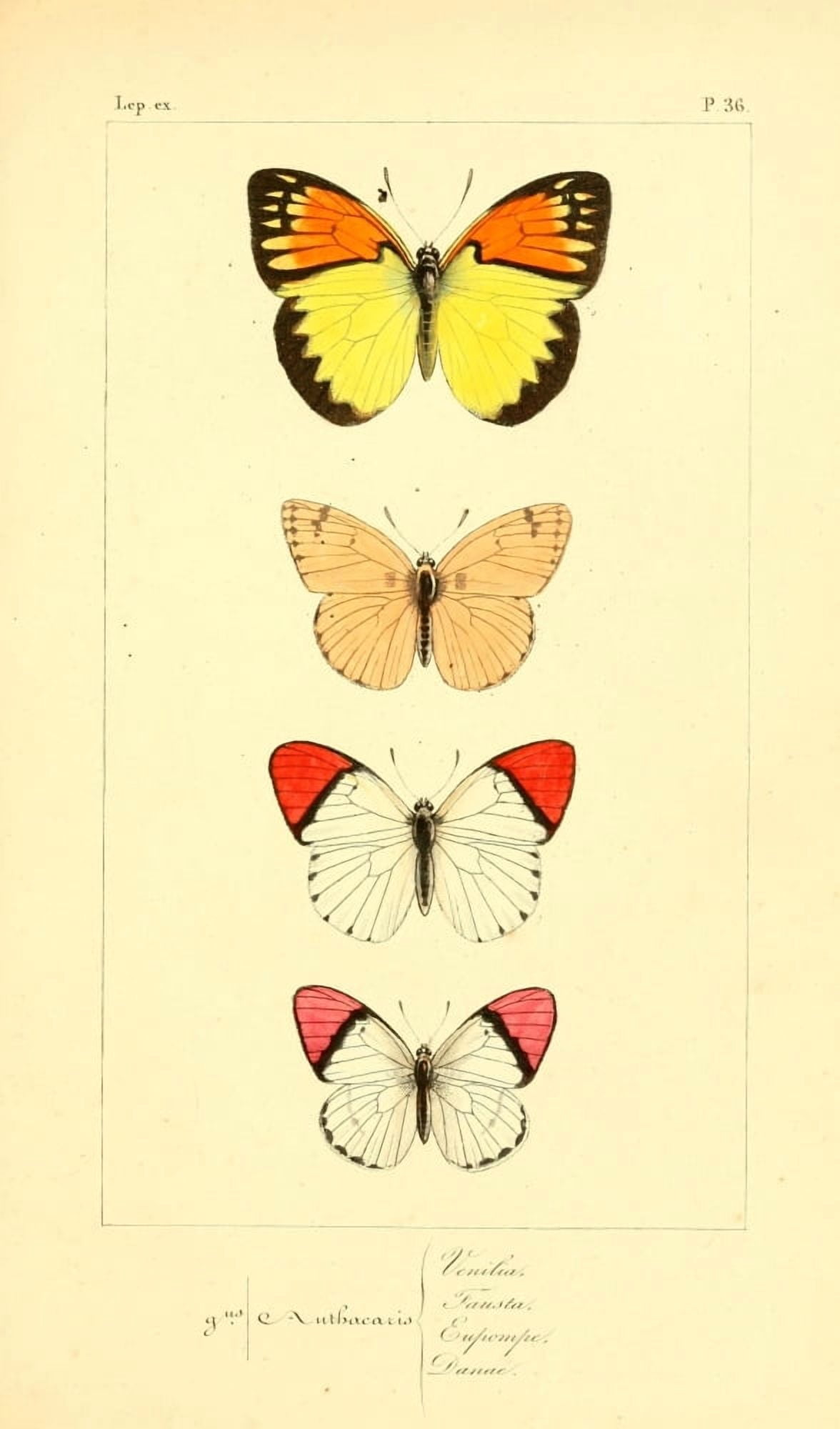 Histoire Naturelle des Lpidopt???res Exotiques 1845 Venilia Canvas Art - P Pauquet (18 x 24)