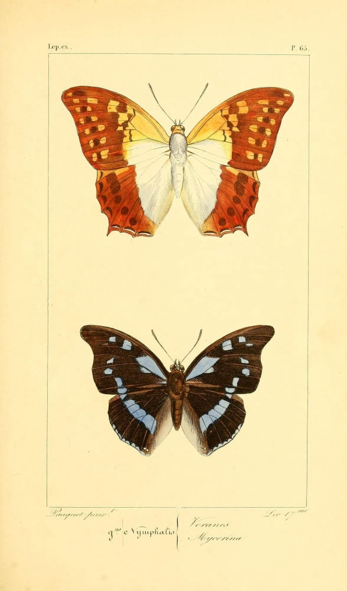 Histoire Naturelle des Lpidopt???res Exotiques 1845 Veranus Canvas Art - P Pauquet (18 x 24)