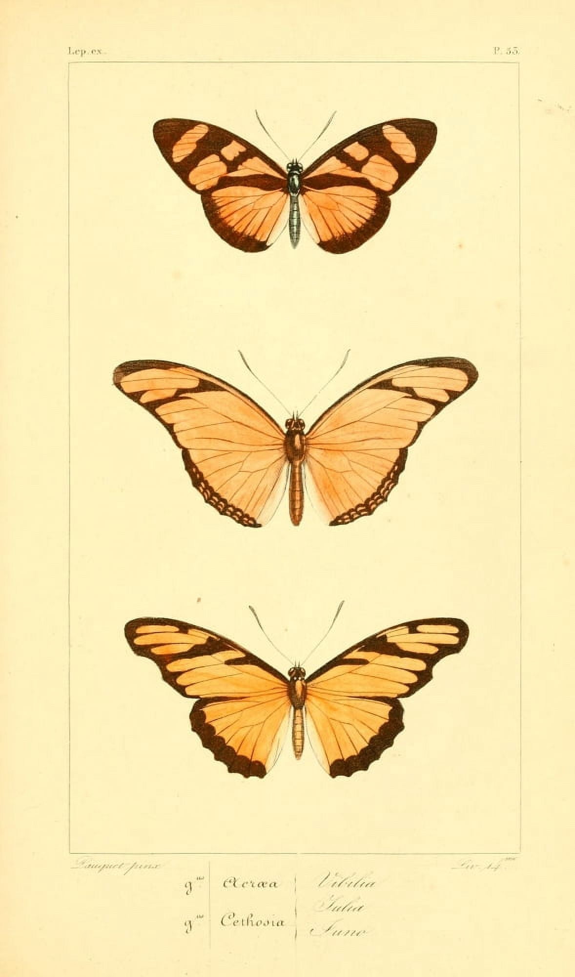 Histoire Naturelle des Lpidopt???res Exotiques 1845 Vibilia Canvas Art - P Pauquet (18 x 24)