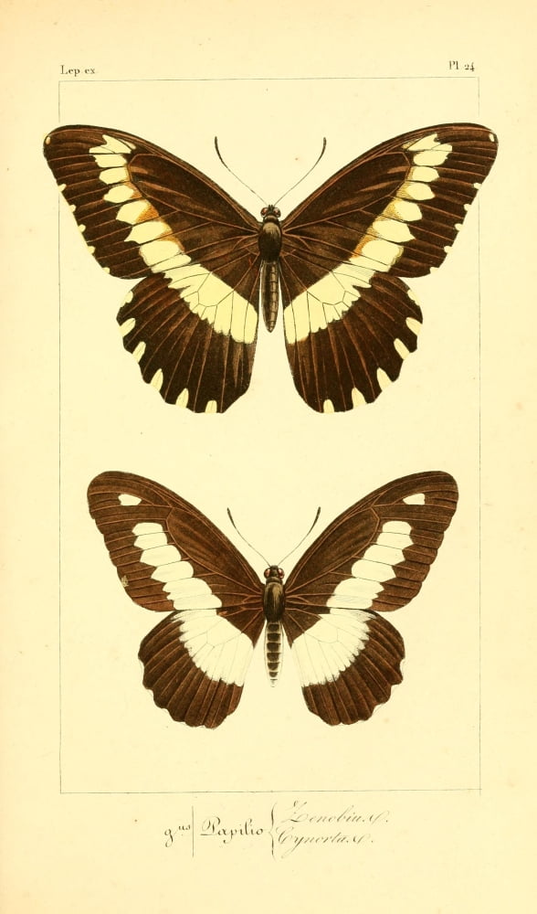 Histoire Naturelle des Lpidopt???res Exotiques 1845 Zenobius Canvas Art - P Pauquet (18 x 24)