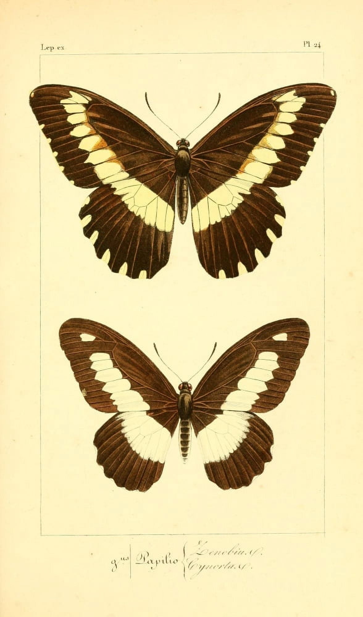 Histoire Naturelle des LpidoptÔøΩres Exotiques 1845 Zenobius Canvas Art - P Pauquet (24 x 36)