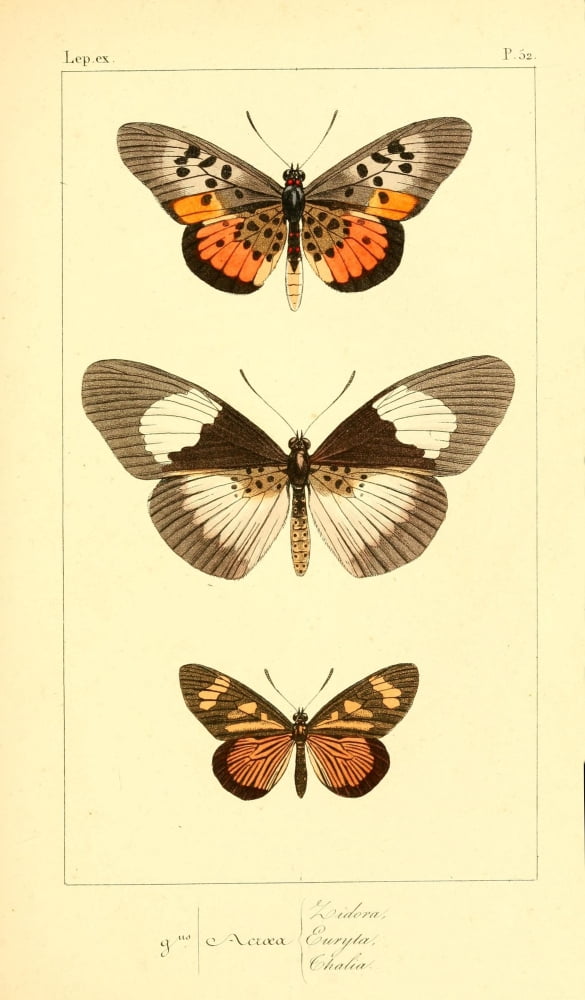Histoire Naturelle des Lpidopt???res Exotiques 1845 Zidora Canvas Art - P Pauquet (18 x 24)