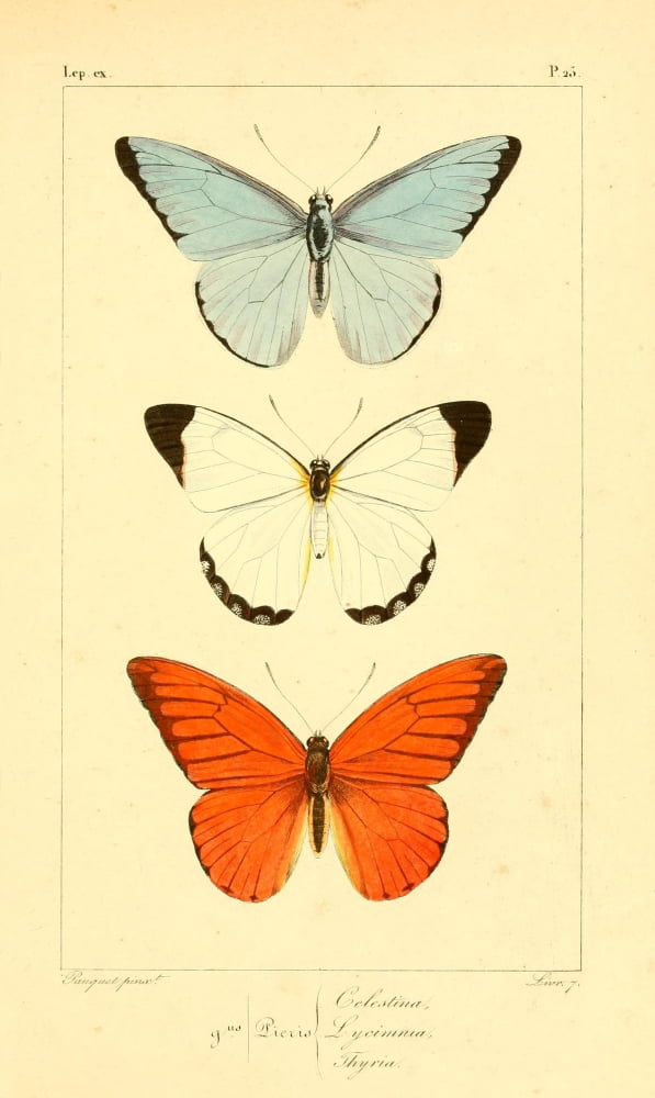 Histoire Naturelle des Lpidoptres Exotiques 1845 Celestina Canvas Art - P Pauquet (18 x 24)