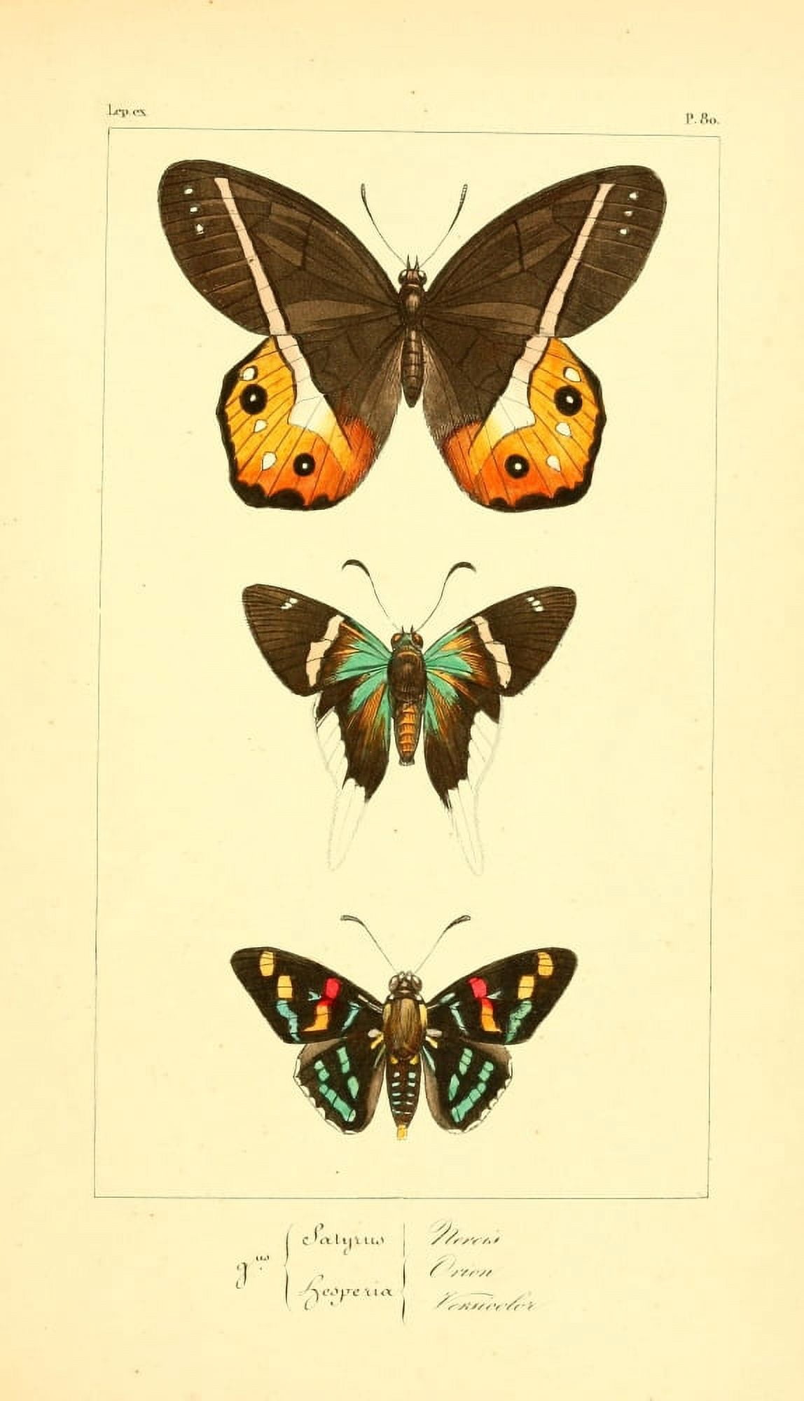 Histoire Naturelle des Lpidoptres Exotiques 1845 Nereis Canvas Art - P Pauquet (18 x 24)