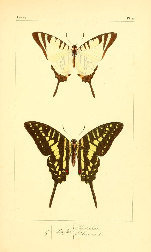 Histoire Naturelle des Lpidoptres Exotiques 1845 Pomphilius Canvas Art - P Pauquet (24 x 36)