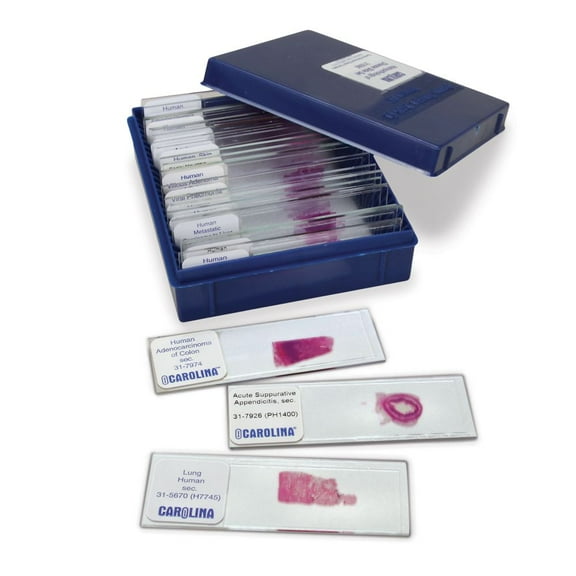 Histopathology Of Disease Slide Set