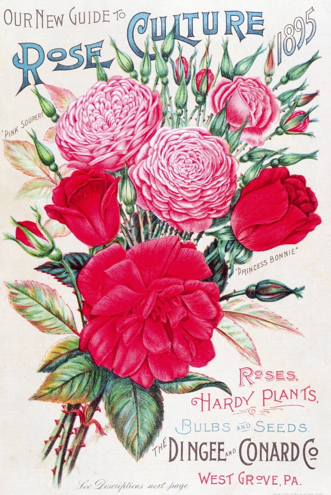 Historic Dingee and Conard Co rose bulb and seed catalog from 19th century Canvas Art - Remsberg Inc Design Pics (12 x 18)