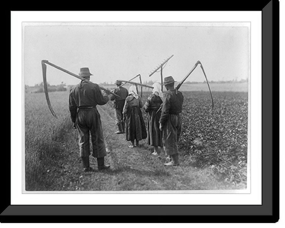 Historic Framed Print, [5 workers who cut and rake the hay in Lowice ...