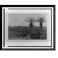 thumbnail image 1 of Historic Framed Print, A coffee farm, Clay-Ashland [Liberia], 17-7/8" x 21-7/8", 1 of 9