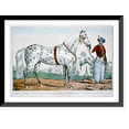 thumbnail image 1 of Historic Framed Print, A correct likeness of Mr. H. Rockwell's horse Alexander: Bowery Amphitheatre, New York, March 17th 1840, 17-7/8" x 21-7/8", 1 of 9